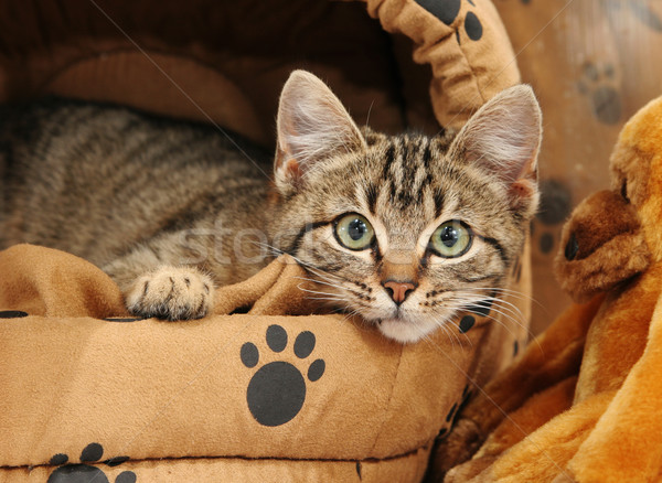 Tabby kitten looking out Stock photo © suemack