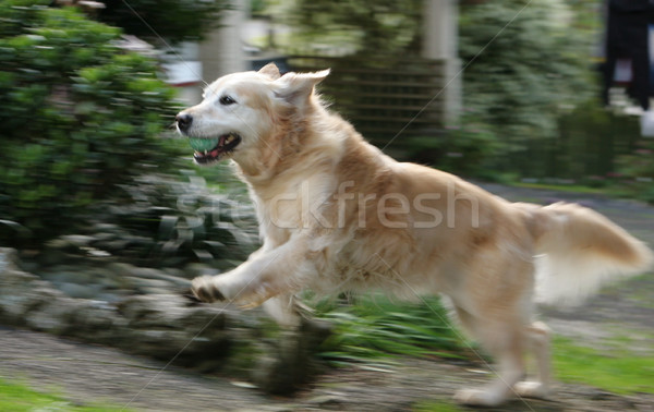 Golden retriever esecuzione bella up percorso casa Foto d'archivio © suemack