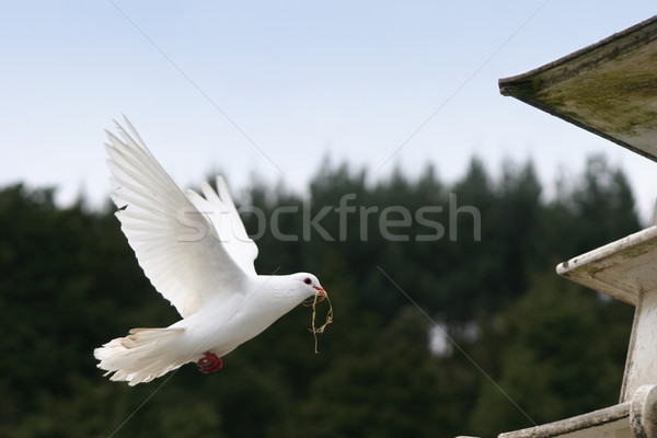 白 鴿子 飛行 美麗 背面 鳥 商業照片 © suemack