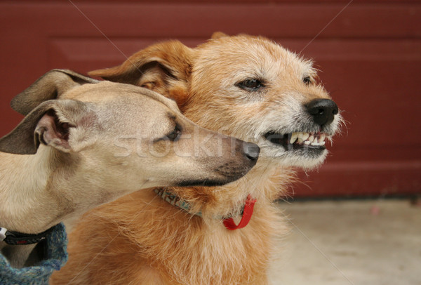 Kutyakölyök öreg kutya állat viselkedés fiatal Stock fotó © suemack