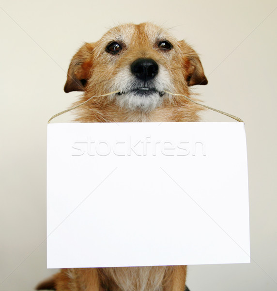 Kutya üres tábla aranyos retkes terrier tart Stock fotó © suemack