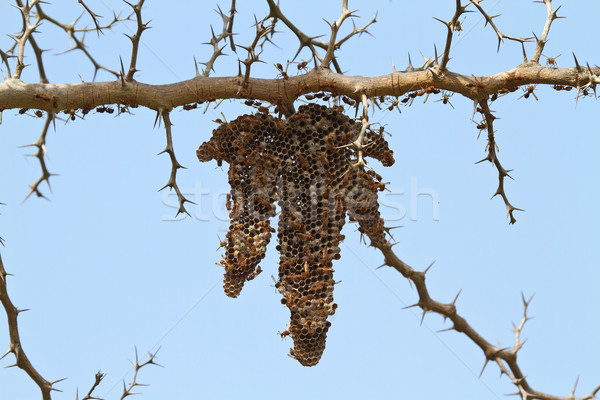 Stockfoto: Wesp · nest · Gambia · verschillend · ontwikkeling · zichtbaar