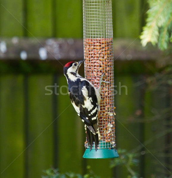 Stock photo: Great Spotted Woodpecker