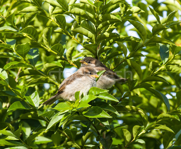 House Sparrow Fledglings Stock photo © suerob