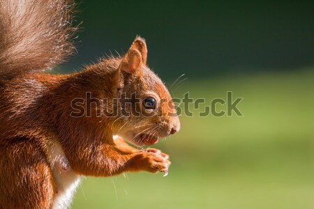 Red Squirrel with Hazelnut Stock photo © suerob