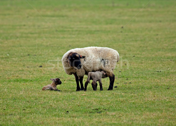 Sheep and lambs  Stock photo © suerob