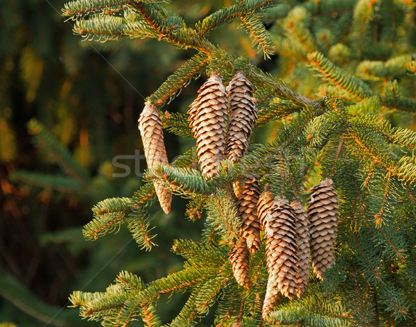 Fir Tree Cones Stock photo © suerob