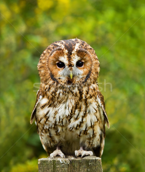 Tawny Owl full length Stock photo © suerob
