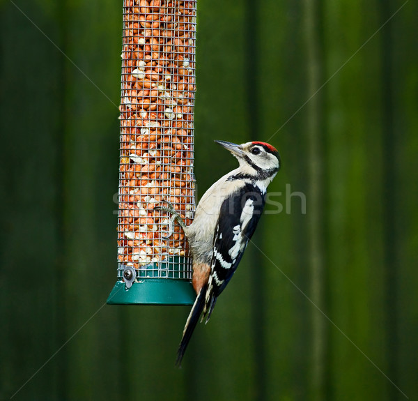 Great Spotted Woodpecker on feeder Stock photo © suerob