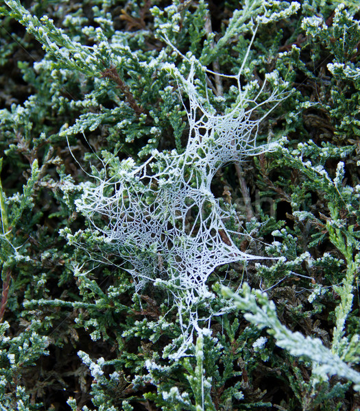 Teia de aranha geada aranha coberto natureza inverno Foto stock © suerob