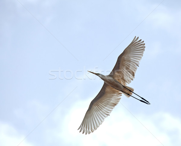 [[stock_photo]]: Magnifique · blanche · vol · ciel · Gambie · nature