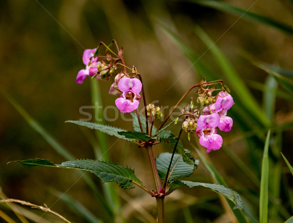 Roze bloemen wild plant bloem natuur Stockfoto © suerob