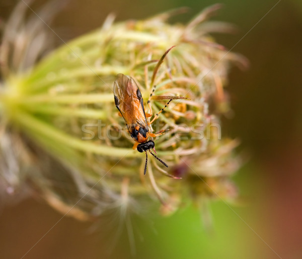 Wole szkodnik owadów makro shot charakter Zdjęcia stock © suerob