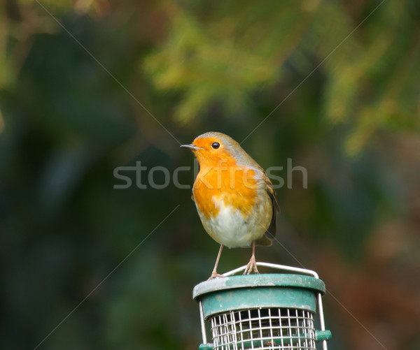Robin on Feeder Stock photo © suerob