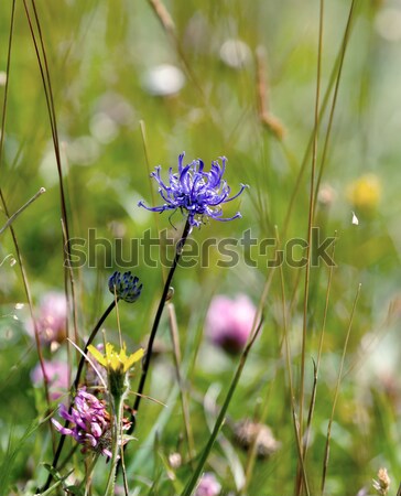 Dziki kwiat sussex kredy kwiat charakter Zdjęcia stock © suerob