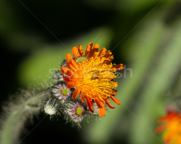 çalı kriket tilki kır çiçeği doğa Stok fotoğraf © suerob