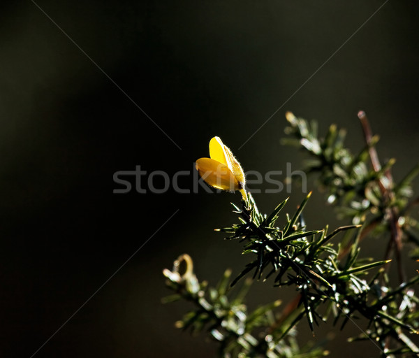 Gorse Flower Stock photo © suerob