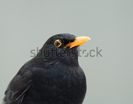 Blackbird Stock photo © suerob