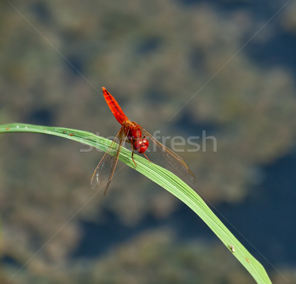 Czerwony Dragonfly mężczyzna liści Gambia Zdjęcia stock © suerob