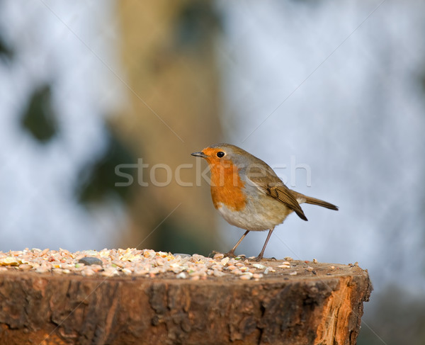 Nasion tabeli europejski zimą Zdjęcia stock © suerob