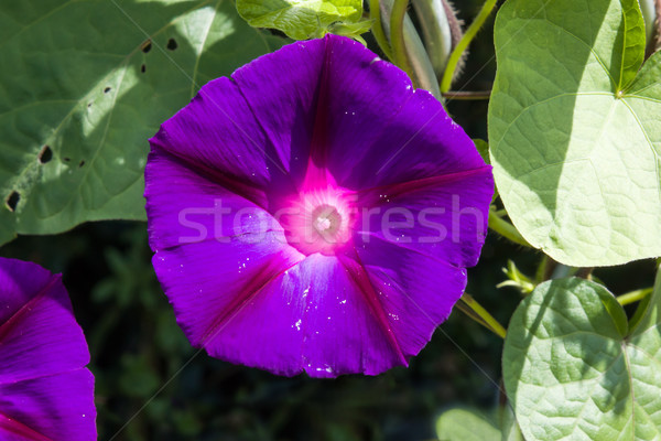 Dimineaţă glorie frumos violet floare Imagine de stoc © suerob