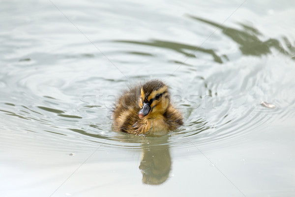 Stok fotoğraf: ördek · yavrusu · yüzme · kopyalamak · metin · uzay · genç