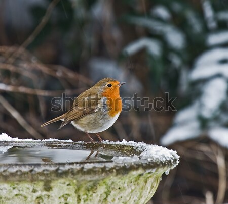 Robin in Woodland Stock photo © suerob