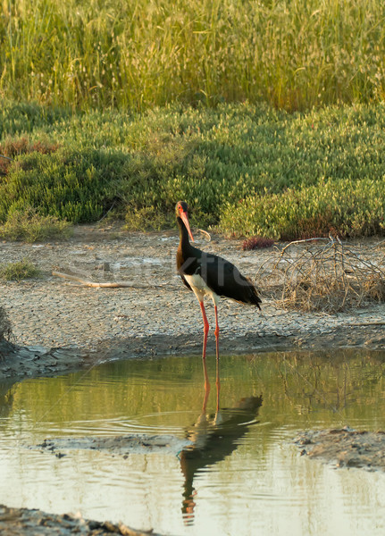 Black Stork Stock photo © suerob