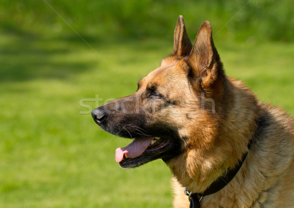 Herder hond hoofd schouders shot tanden Stockfoto © suerob