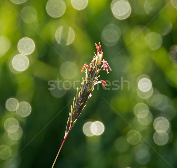 Grass Seedhead Stock photo © suerob