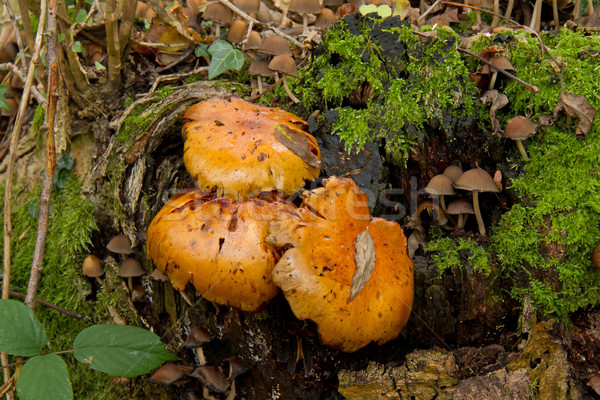 Espetacular fungo morto árvore Foto stock © suerob