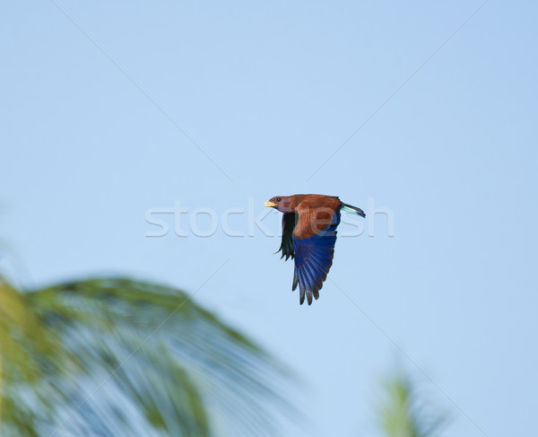 Broad-billed Roller and Palms Stock photo © suerob