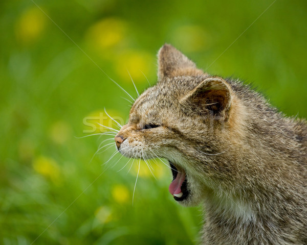 Scottish Wildcat yawning Stock photo © suerob