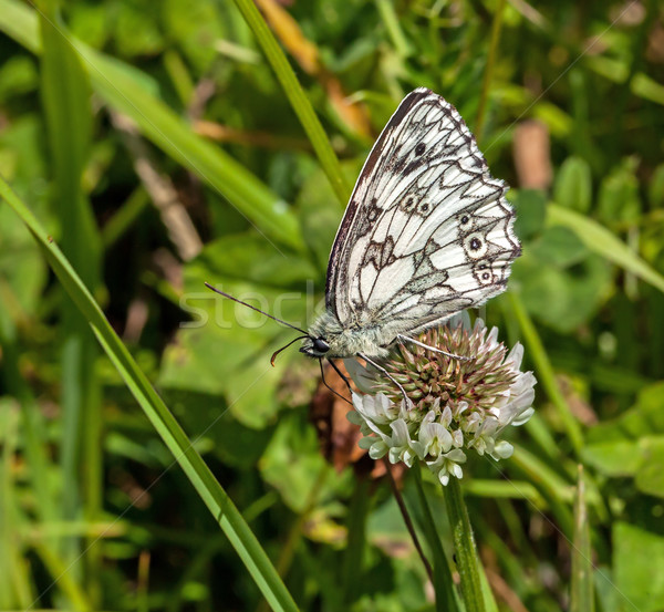 Biały Motyl koniczyna Zdjęcia stock © suerob