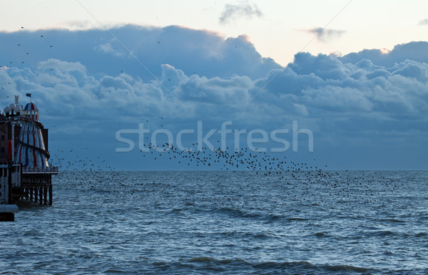 Starlings at Dusk Stock photo © suerob