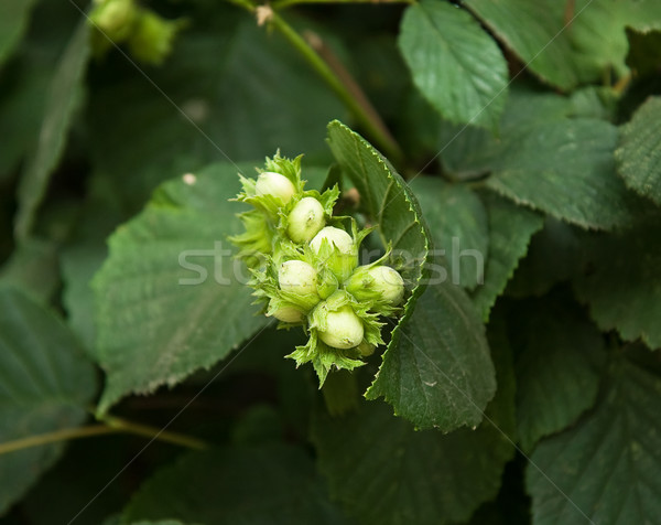 Hazel Nuts Stock photo © suerob