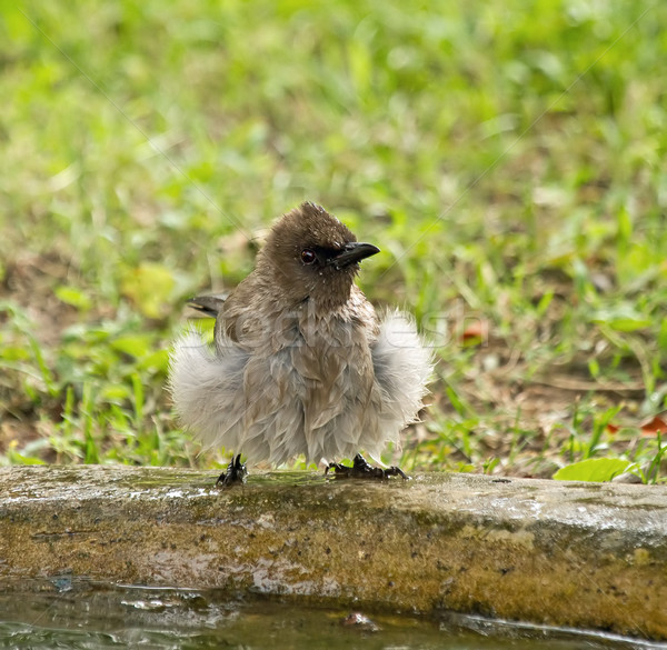 Bulbul after Bath Stock photo © suerob