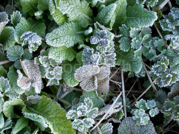 Frost, water drops and leaves texture Stock photo © suerob