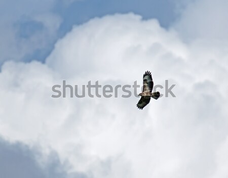 Common Buzzard against Clouds Stock photo © suerob