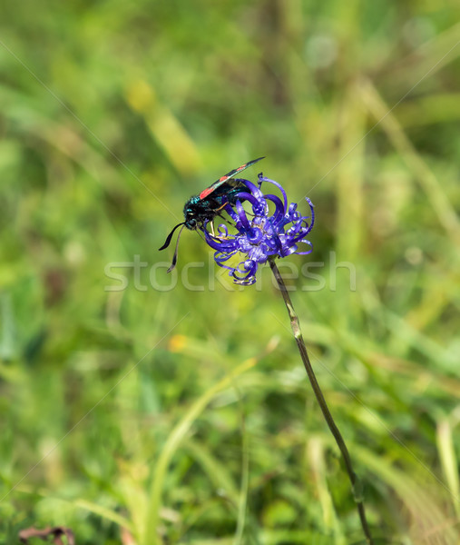 Six Spot Burnet Moth on Round Headed Rampion Stock photo © suerob