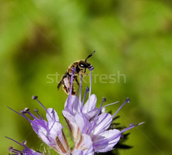 Solitary Bee on Phacelia flower Stock photo © suerob