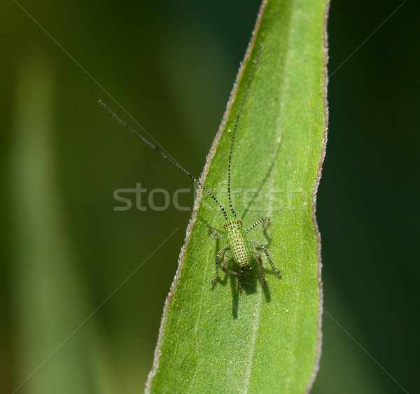 Speckled Bush Cricket baby Stock photo © suerob