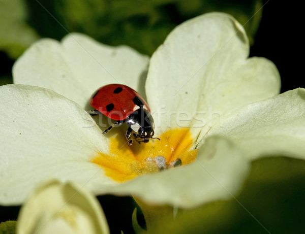 Yedi spot uğur böceği makro atış çuhaçiçeği Stok fotoğraf © suerob