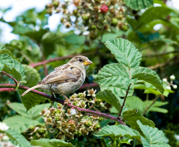 Maison moineau jardin oiseau brun faune [[stock_photo]] © suerob