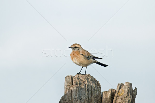 Desert Wheatear Stock photo © suerob