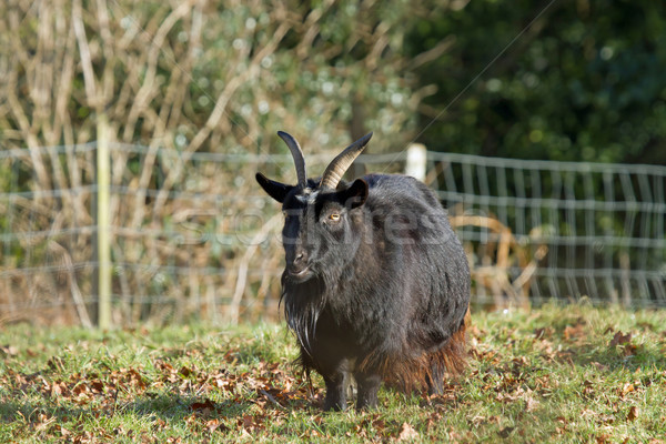 Long-haired Goat Stock photo © suerob