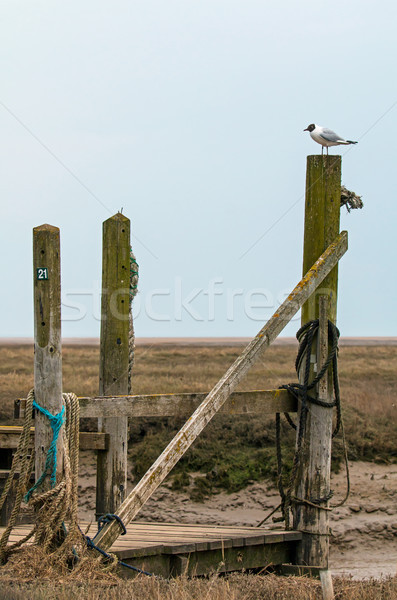 Black-headed Gull on Jetty Stock photo © suerob