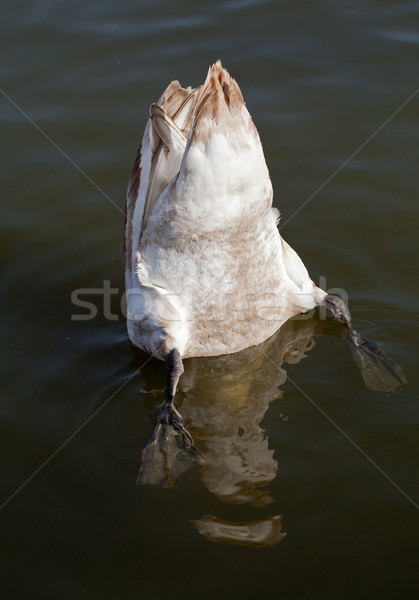 Swan Up Stock photo © suerob