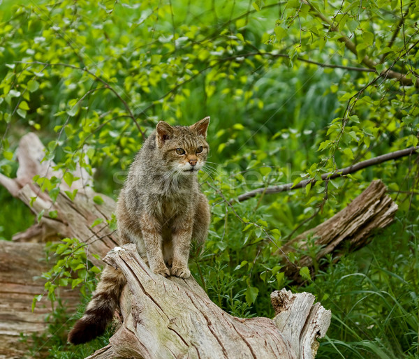 Scottish Wildcat Stock photo © suerob