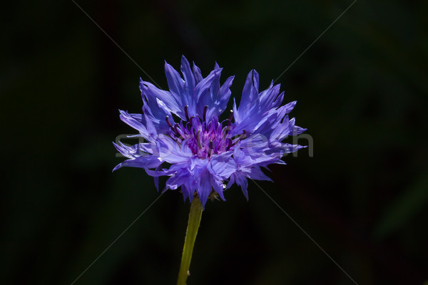Chaber światło słoneczne piękna głęboko fioletowy niebieski Zdjęcia stock © suerob